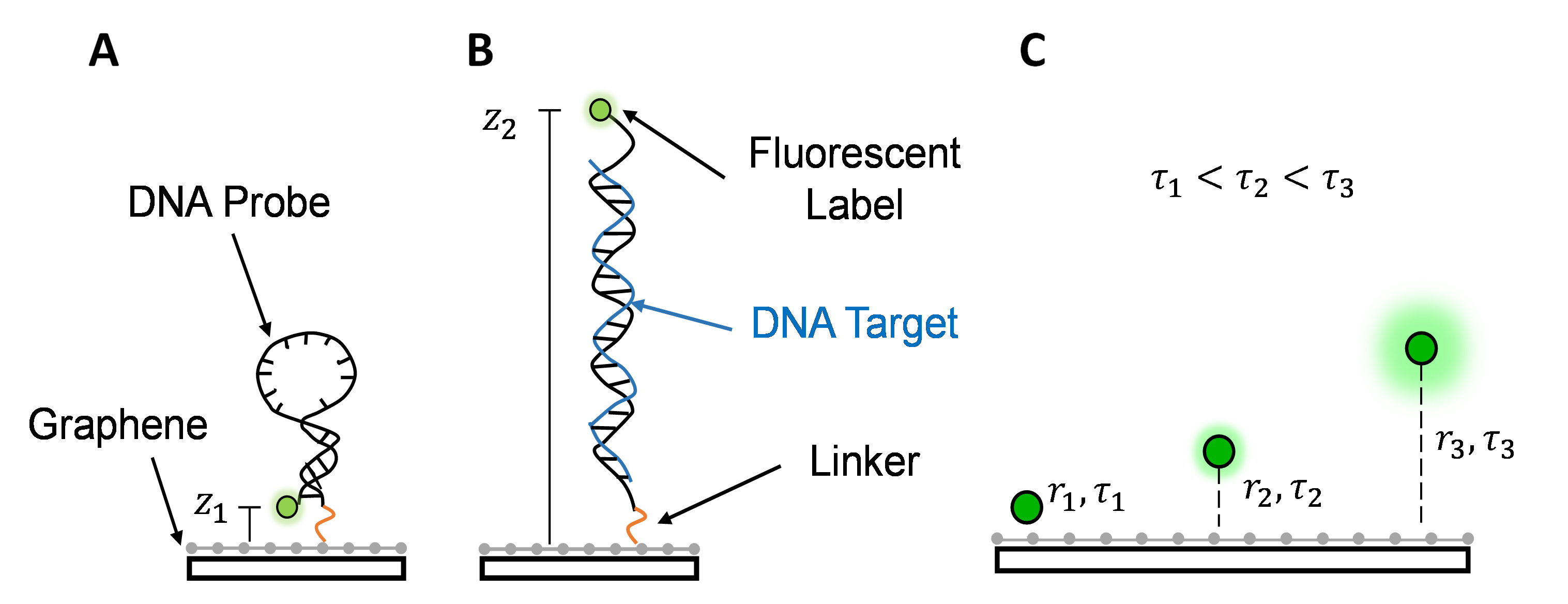 Optical Nanorulers for Super Resolution Microscopy Sensing ON4SupremeSens